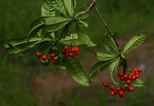 Mozambique quinine-tree (Rauvolfia mombasiana)