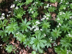 Galium odoratum
