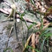 Carex brevicaulis - Photo (c) Robert Pergl, algunos derechos reservados (CC BY-NC), subido por Robert Pergl