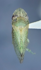 Xerophloea peltata