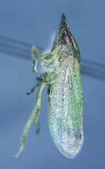 Xerophloea peltata