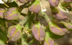 Lepidium hirtum stylatum