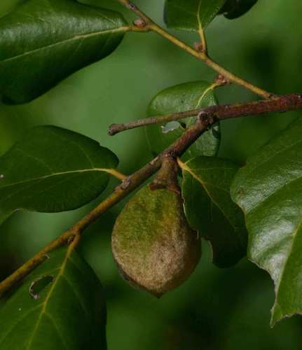 warty star-apple (Diospyros verrucosa)