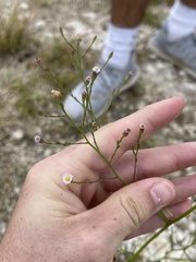 Symphyotrichum expansum