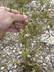 Symphyotrichum expansum