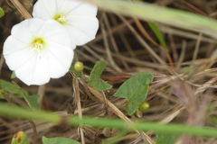 Convolvulus arvensis