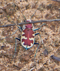 Cicindela formosa