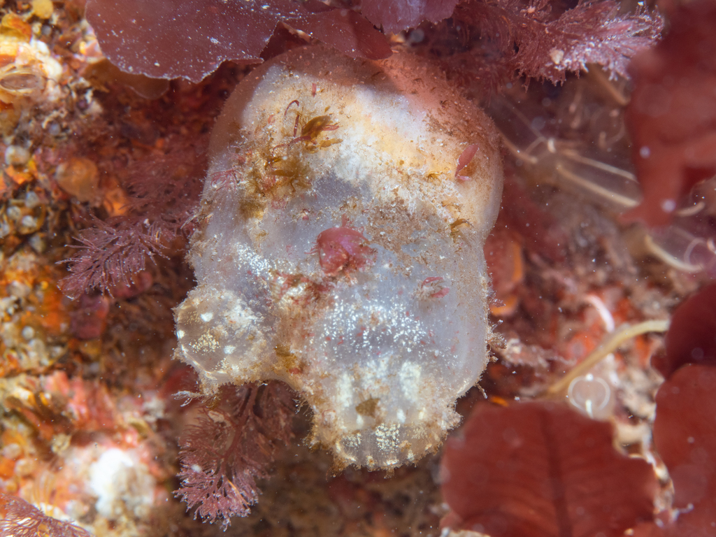 Dirty Sea-Squirt