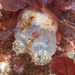 European Ascidian - Photo (c) Daniel Rodrigues, some rights reserved (CC BY-NC), uploaded by Daniel Rodrigues