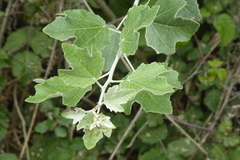 Populus alba