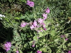 Silene dioica