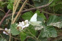 Pieris napi