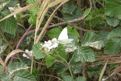 Pieris napi