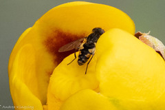 Parhelophilus rex