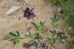 Medicago sativa