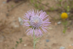 Galactites tomentosus