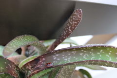 Eurydema ornata