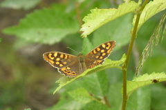 Pararge aegeria