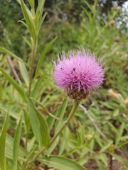 Cheirolophus sempervirens