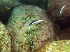 Aspidontus taeniatus