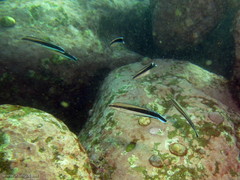 Aspidontus taeniatus