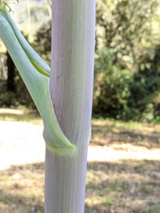 Ferula glauca