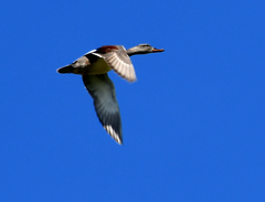 Mareca strepera