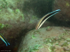 Aspidontus taeniatus