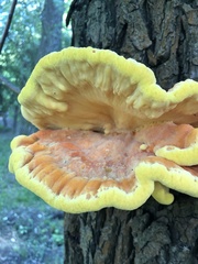 Laetiporus sulphureus