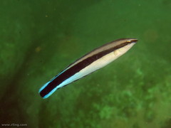 Aspidontus taeniatus