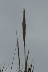 Arundo donax
