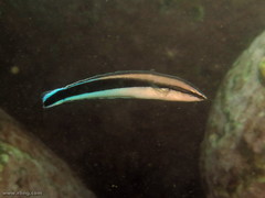 Aspidontus taeniatus