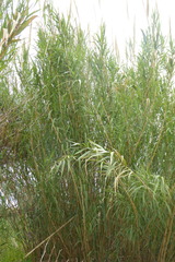 Arundo donax