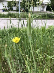 Tragopogon dubius