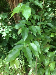 Celtis smallii