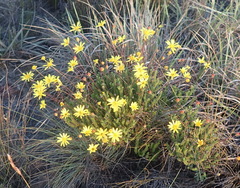 Euryops munitus
