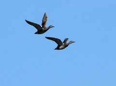Mareca strepera