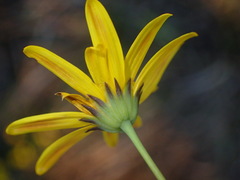 Euryops munitus