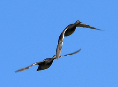 Mareca strepera