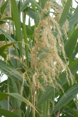 Phragmites australis