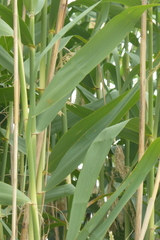 Phragmites australis