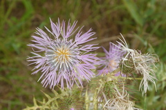 Galactites tomentosus