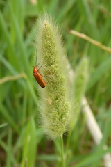 Polypogon monspeliensis