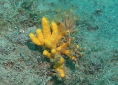 Axinella verrucosa