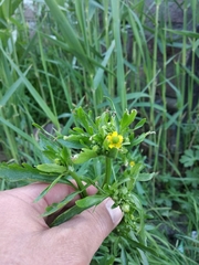 Ranunculus sceleratus