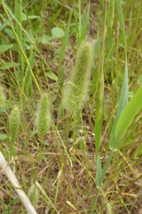 Polypogon monspeliensis