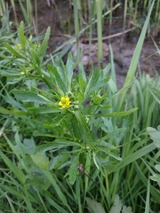 Ranunculus sceleratus