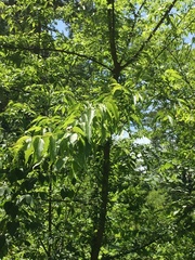 Celtis smallii