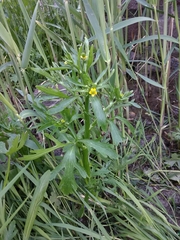 Ranunculus sceleratus