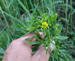 Ranunculus sceleratus